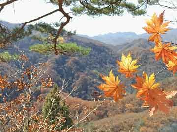 高山滑雪青训营学员设备保养记录与负责人公示（摘要），高山滑雪专项训练